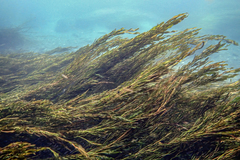 Potamogeton illinoensis