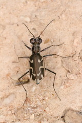 Ellipsoptera sperata