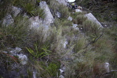 Pseudopentameris macrantha