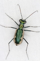 Eunota circumpicta johnsonii