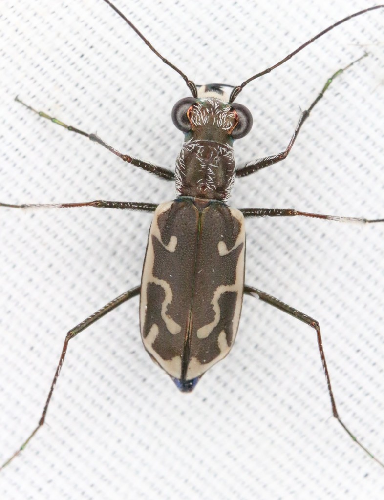 Rio Grande Tiger Beetle