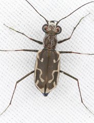 Ellipsoptera sperata
