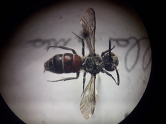 Dioxys cinctus