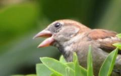 Passer domesticus