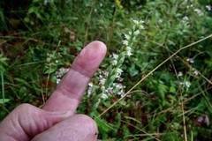 Spiranthes casei novaescotiae