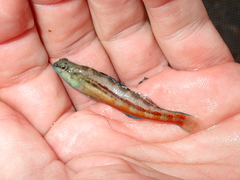 Etheostoma zonistium