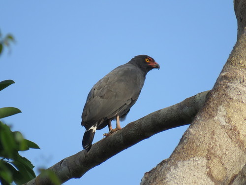 Slate-colored Hawk (Buteogallus schistaceus), photo 8
