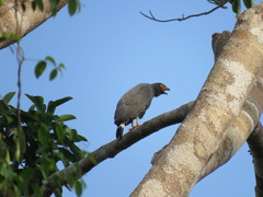 Buteogallus schistaceus