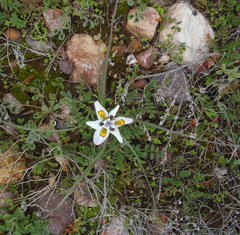 Moraea falcifolia