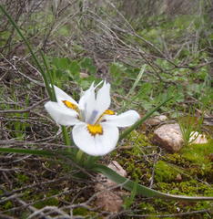 Moraea falcifolia