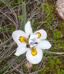 Moraea falcifolia