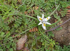 Moraea falcifolia