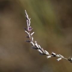 Hermbstaedtia odorata