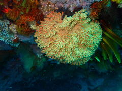 Melithaea rubra