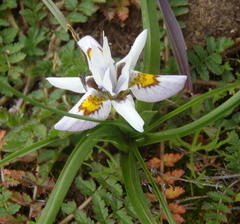 Moraea falcifolia