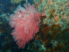 Melithaea rubra