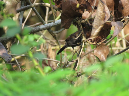 Black-throated Antbird (Myrmophylax atrothorax), photo 4