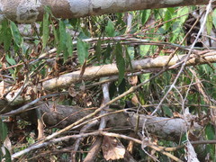 Myrmophylax atrothorax