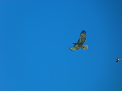 Buteo jamaicensis