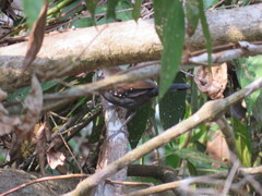 Myrmophylax atrothorax