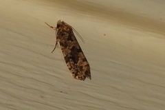 Scardiinae