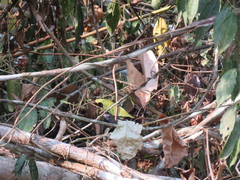 Myrmophylax atrothorax