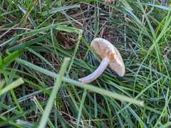 Agaricales