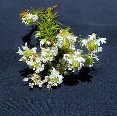 Dischisma ciliatum erinoides