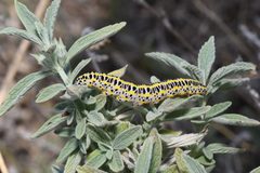 Marrubium peregrinum