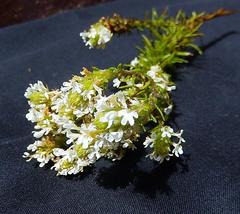 Dischisma ciliatum erinoides