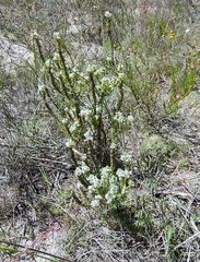 Dischisma ciliatum erinoides