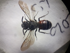Dioxys cinctus