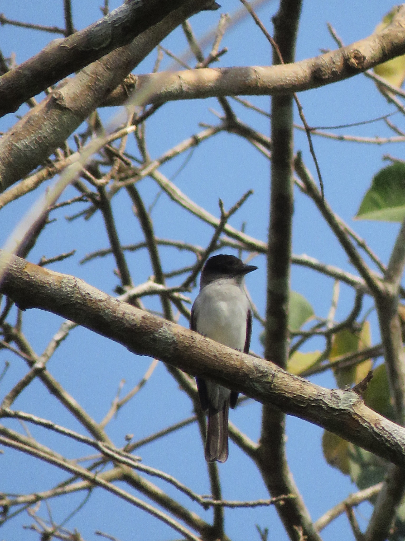 White-rumped Sirystes (Sirystes albocinereus), photo 4