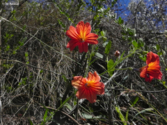 Salpiglossis sinuata