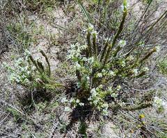 Dischisma ciliatum erinoides