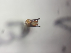 Dioxys cinctus