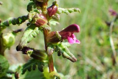 Pedicularis parviflora