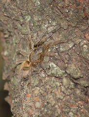 Harpactirella overdijki