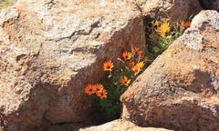 Ursinia calenduliflora