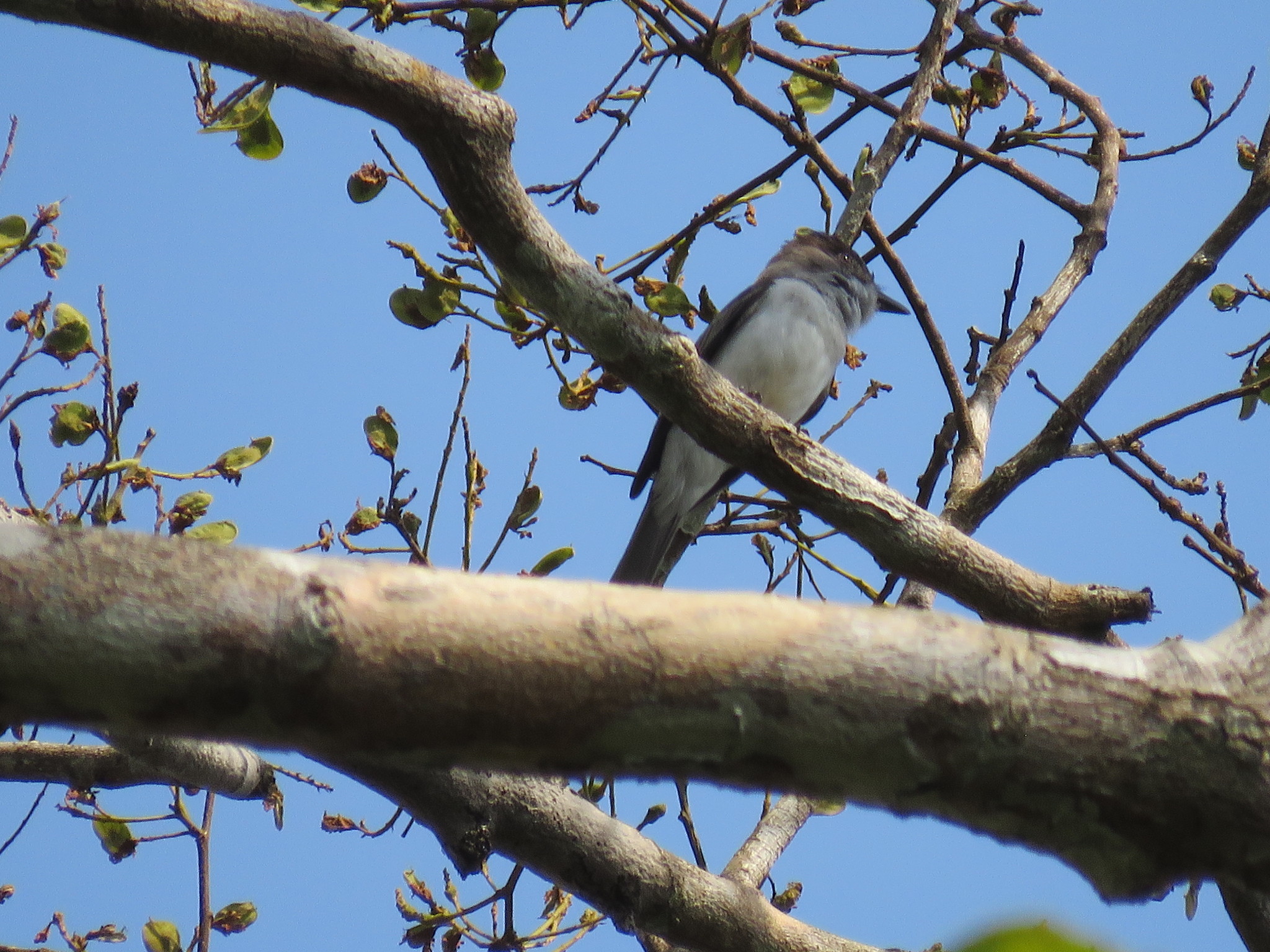 White-rumped Sirystes (Sirystes albocinereus), photo 5