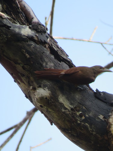Cinnamon-throated Woodcreeper