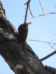 Dendrexetastes rufigula