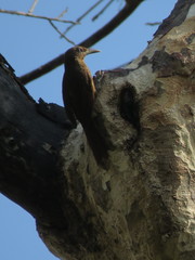 Dendrexetastes rufigula