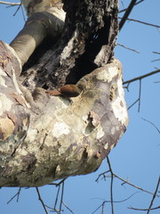 Dendrexetastes rufigula