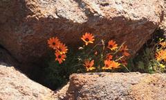 Ursinia calenduliflora