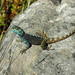 Southern Rock Agama - Photo (c) jeffreymichaelg, some rights reserved (CC BY-NC), uploaded by jeffreymichaelg