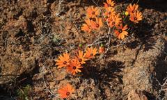 Ursinia calenduliflora