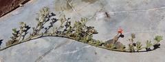 Indigofera sp12