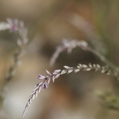 Hermbstaedtia odorata