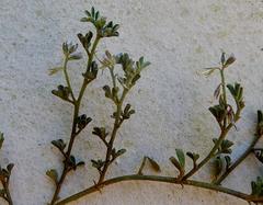 Indigofera sp12